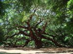 Angel Oak