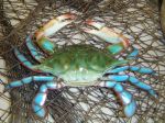 blue-crab-